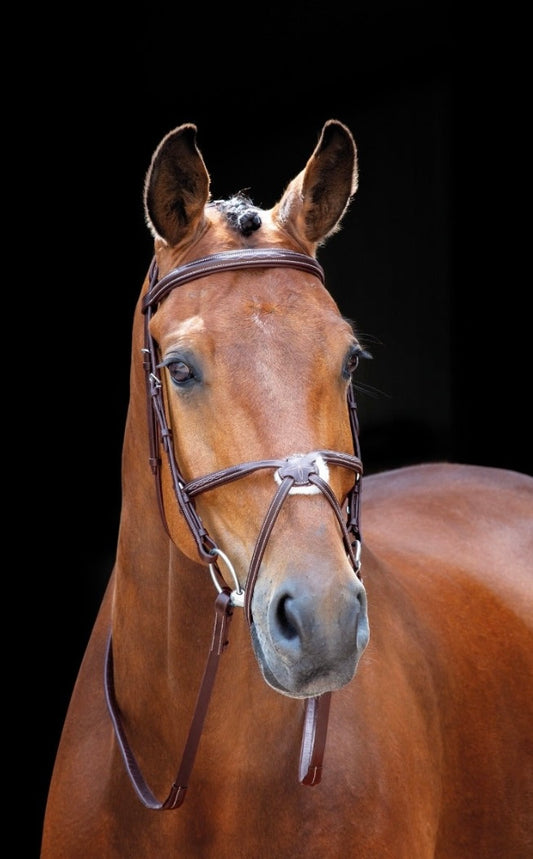 Horse Bridle - Shires Salisbury Brackley Bridle - Australian Nut