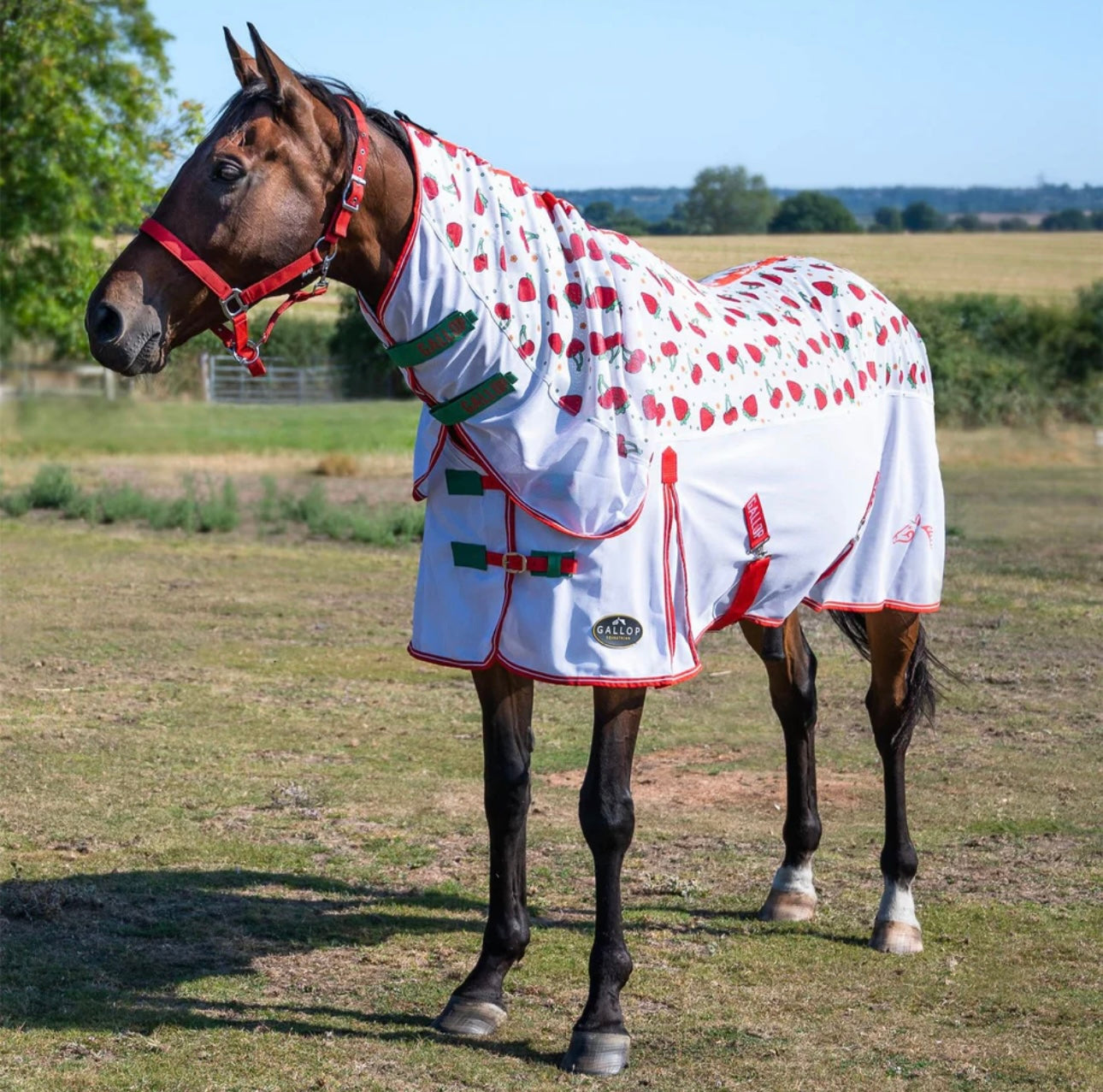 Horse Combo Fly Rug - Gallop Berries and Cherries