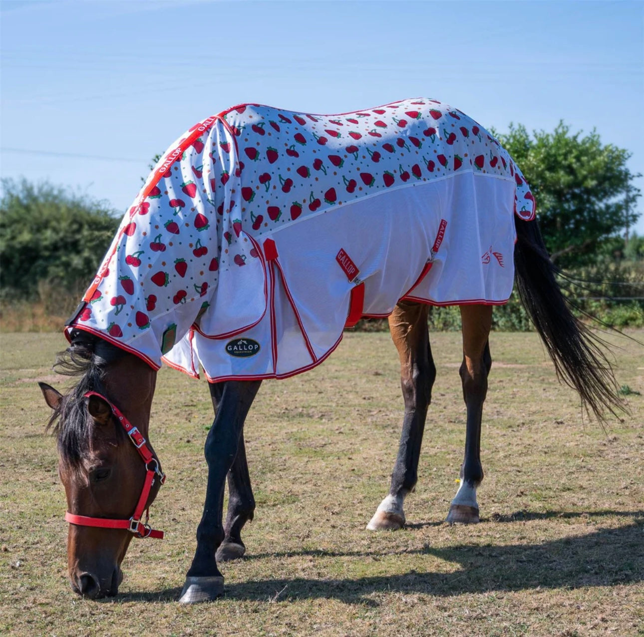 Horse Combo Fly Rug - Gallop Berries and Cherries