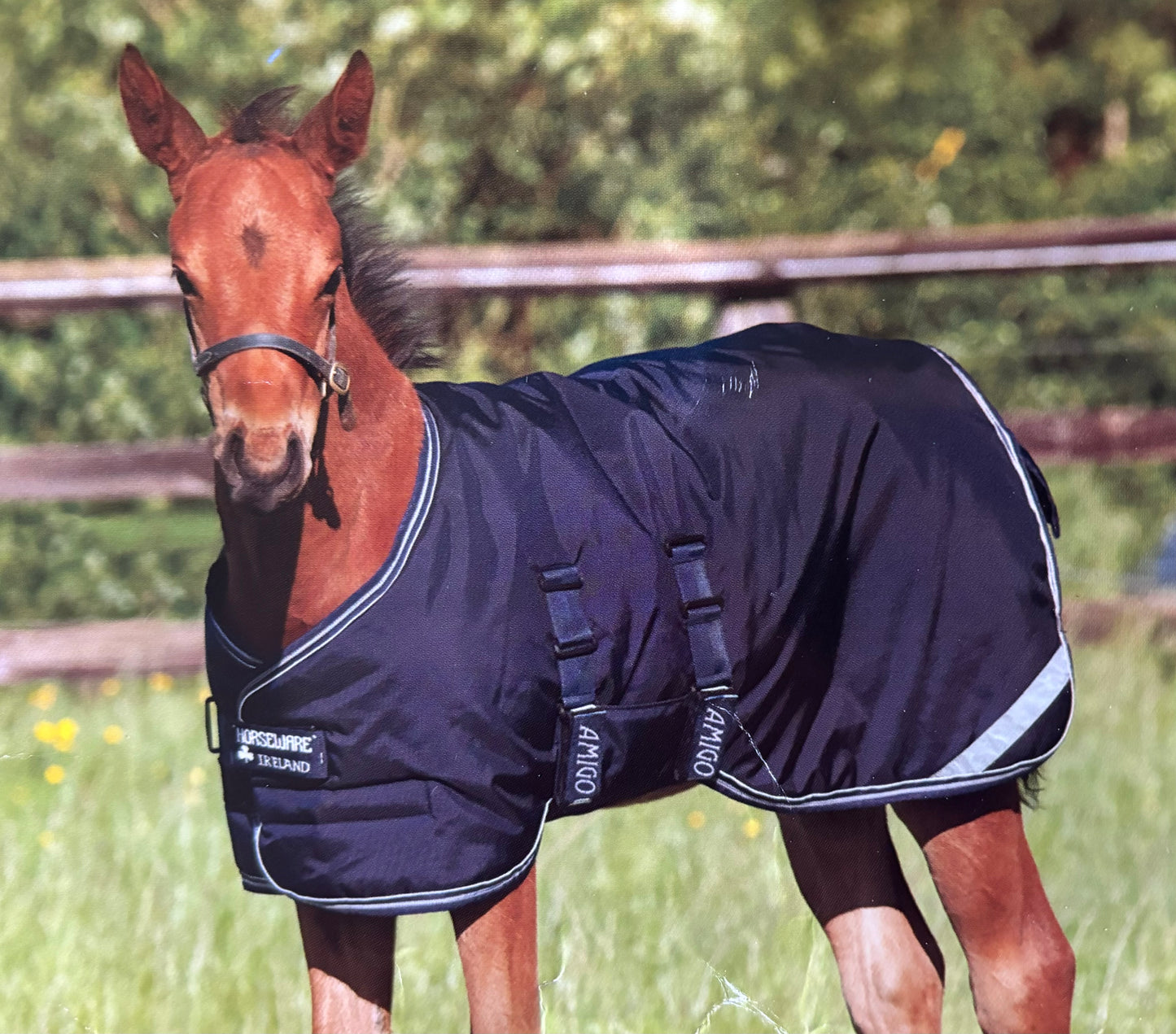 Horseware Amigo Foal 200g Turnout Rug